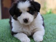 Bildhübsche Australian Shepherd Welpen black tri und blue merle, reinrassig o. P. aus Showlinien - Poppenhausen
