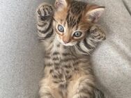 Bengal mix Kitten - Düren