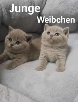 BKH Kitten vorverkauf- reservierung - Krefeld