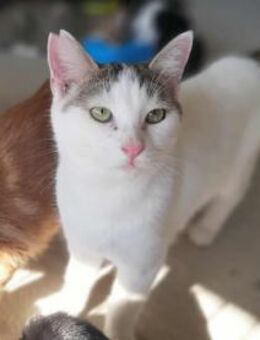 Sinan, neugieriger Wirbelwind, ca. 7 Mon - Vaterstetten