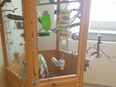 2 Wellensittich Pärchen suchen neues zu Hause in 44536