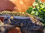 Traumhaft schöne Leopardgecko Weibchen 2023 Superzahm - Jüchen