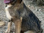 Socks sucht ihre für immer Familie! - Krefeld