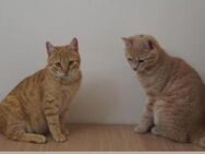 Steve und Sony brauchen ein Zuhause - Ingolstadt