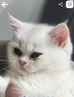 BKH Kitten mit Schtambaum - Dierdorf