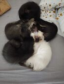 🐾🐾🐾5 kleine BLH/ Siam Mix suchen ein liebevolles Zuhause 🐾🐾🐾 in 86931
