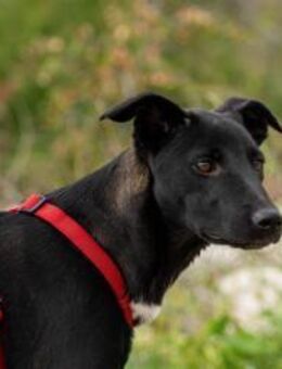 Maria Eine Freundin fürs Leben 🐾 - München