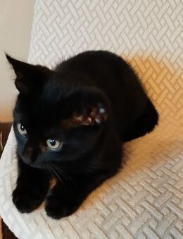 Kitten, Katze, Katzenbaby, Kätzchen - Tholey