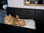 Chihuahuas suchen liebevolles Zuhause - Mündersbach