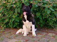 American Akita seltenes brindel Hündin - Bad Frankenhausen (Kyffhäuser)