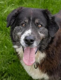 Lustiger Gefährte Raicu sucht Familie - Großefehn