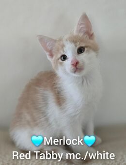 Maine Coon Mix Kitten - Solingen (Klingenstadt)