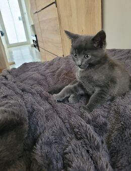 Babykatzen abzugeben - Windischeschenbach