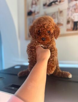 Toypudel & Zwergpudel Welpen - Schönenberg-Kübelberg