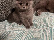 Bkh Kitten Nur 1 Männchen 1 Mädchen sind verfügbar - Leverkusen Zentrum