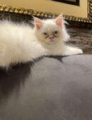 Perser babykatze in 84405