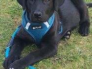 Labrador Welpe / Junghund Rüde schwarz - Igling