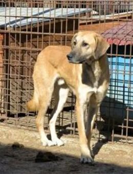 Brody - Pflegestelle oder Zuhause gesuch - Oberwies