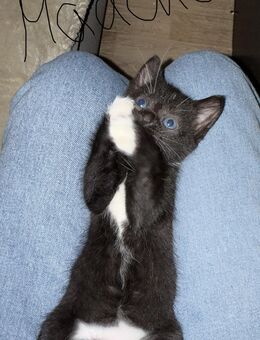 Kitten - Hettstedt Walbeck