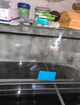 Terrarium 100x50 - Ascheberg