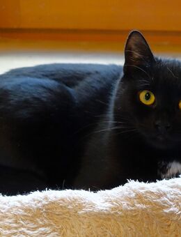 Abby – Verspielte Motte sucht Katzenflüster/in - Oberkrämer