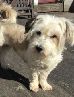 ❤️Lola...sucht ihr Für-immer-Zuhause! - Eutingen (Gäu)