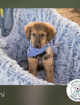 Luni sucht ein Zuhause - Kirchzell