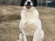 Sanfte liebe Hundeomi ❤️ - Süderholz