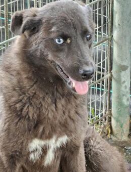 Shadow Blue- Körbchen gesucht - Nürnberg