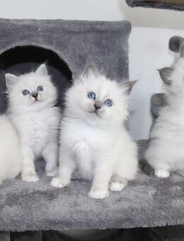 Heilige Birma Kitten - Ingolstadt