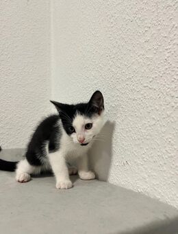 Wunderschöne Kitten abzugeben – 3 Mädchen & 2 Jungen gechipt, geimpft & entwurmt 🐾 - Schöppingen