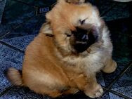 Chow Chow Welpe, Rüde - Groß Kreutz (Havel)