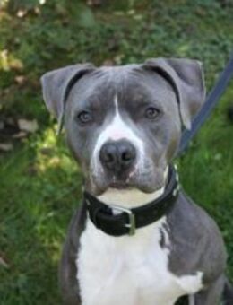 Bruno, junger, sportl. Rüde - Neuhausen (Spree)