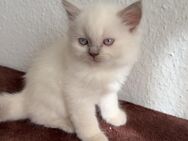 Siamkitten nur in liebevolle Hände - Hamburg