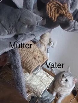 Reinrassige Britisch Kurzhaar Kitten - Regensburg