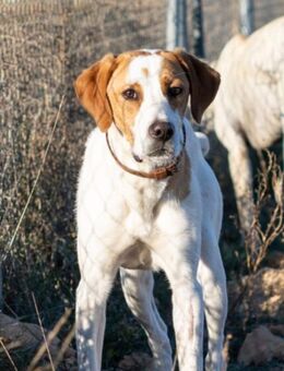 Oliver - Wiesbaden