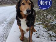 Monty ein trauriger Schatz - Mannheim