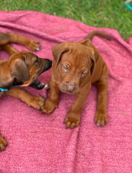Rhodesian Ridgeback Livernose Welpen - Kirchweidach