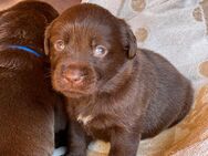 Labrador Retriever Welpen, Farbe braun - Lobbach