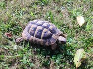 Angebot Testudo hermanni hermanni; Griechische Landschildkröten männlich - Lingenfeld