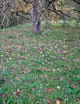 Boden Äpfel 🍎 - Oberdolling