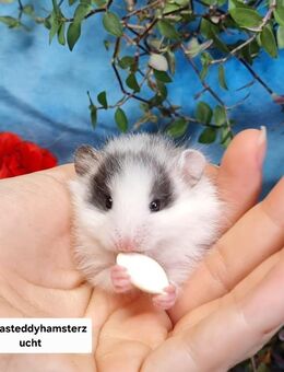 Extrem HANDZAHME FLAUSCHIGE Teddyhamster Satinglanz - Dinslaken