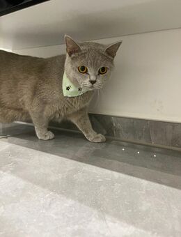 British kurzhaar Katzen zu verkaufen - Waiblingen