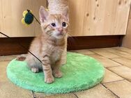 Filou aus dem Tierschutz - Grevenbroich