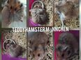 Teddy Hamster in 32427