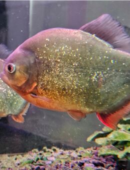XXL 2Jahre altes Zuchtpärchen Roter Piranha (Pygocentrus nattereri) - Magdeburg