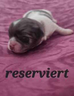 Zuckersüße Maltipoo-Welpen - Osnabrück