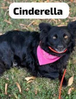 Cinderella - unter Mähdrescher geraten - Berlin