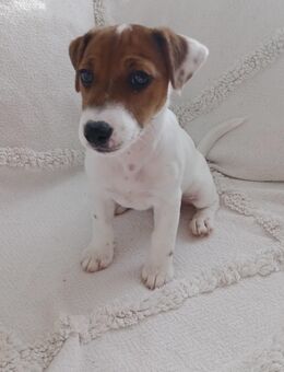 Jack Russell Terrier Welpen weiblich - Osterburg (Altmark)