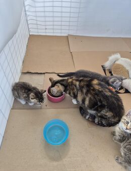 3 kittens - Goch